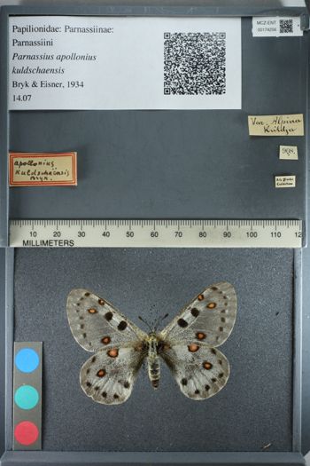 Media type: image;   Entomology 174256